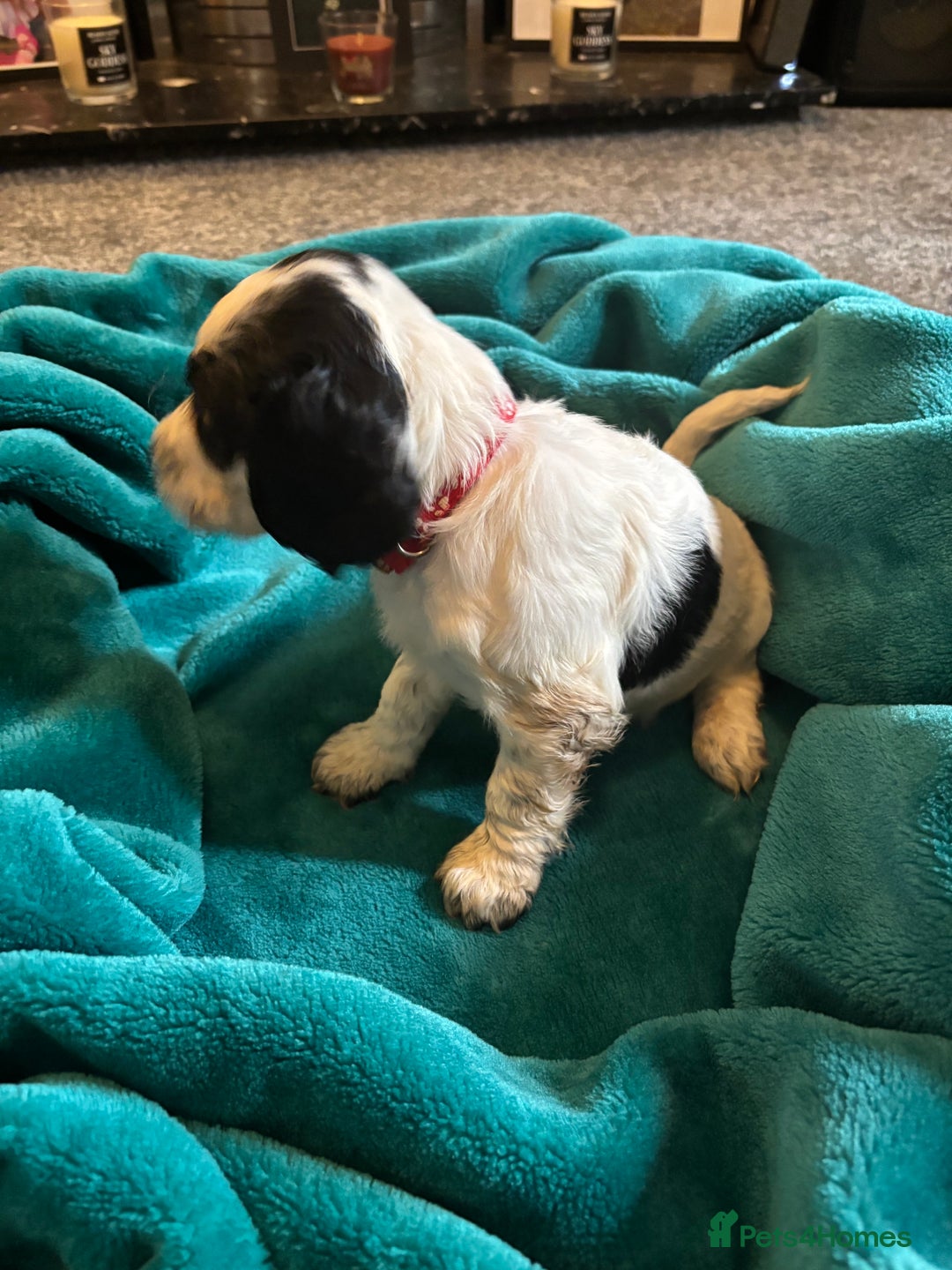 Cocker Spaniel dogs for sale: Georgous blue roan cocker spaniels - Image 6