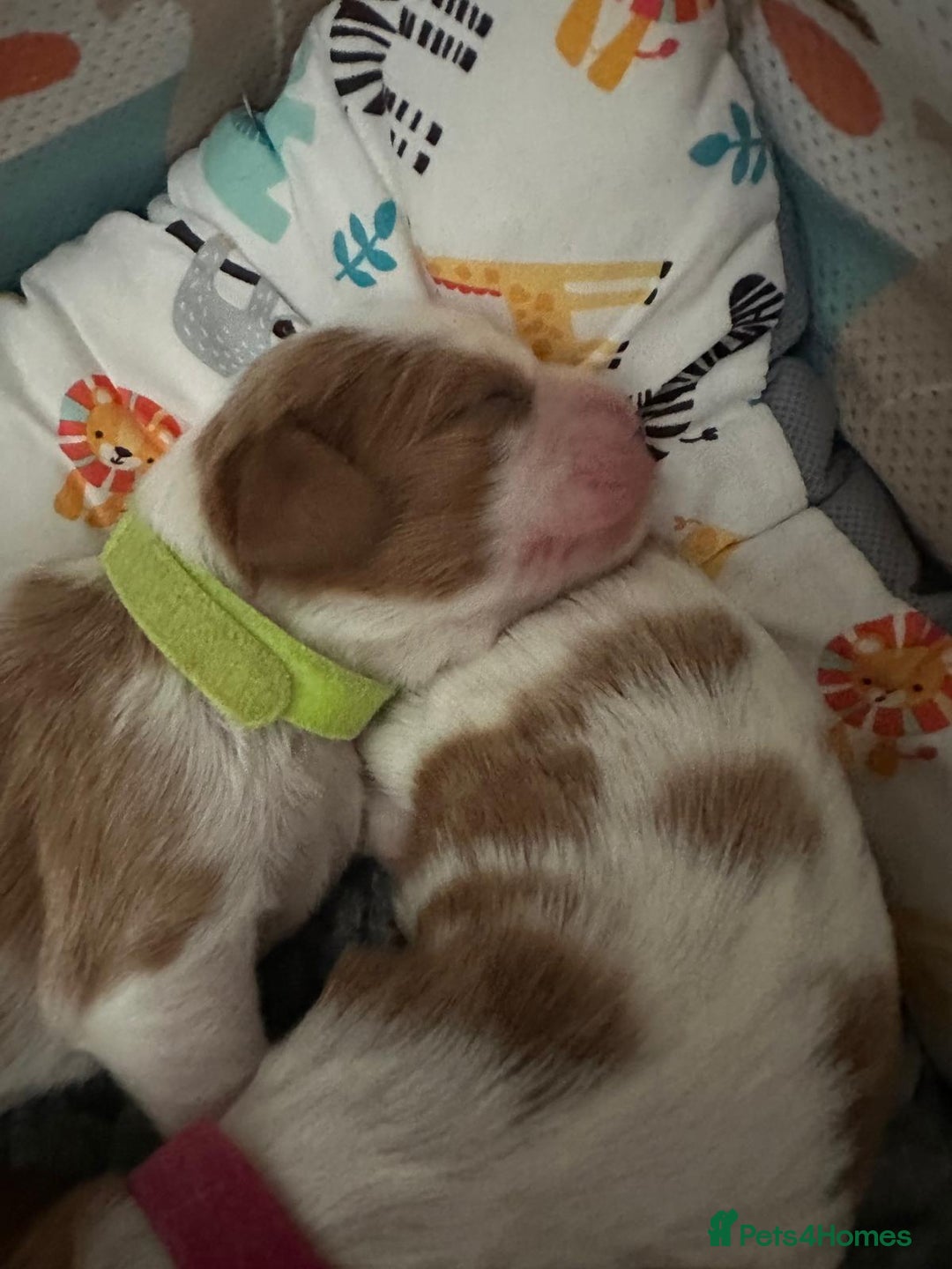 Cavalier King Charles Spaniel dogs for sale: Fully Health Tested Male CKCS Puppies - Image 30