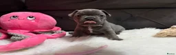 French Bulldog dogs for sale: 🐾Outstanding litter of 6 💙💖 - Advert 35