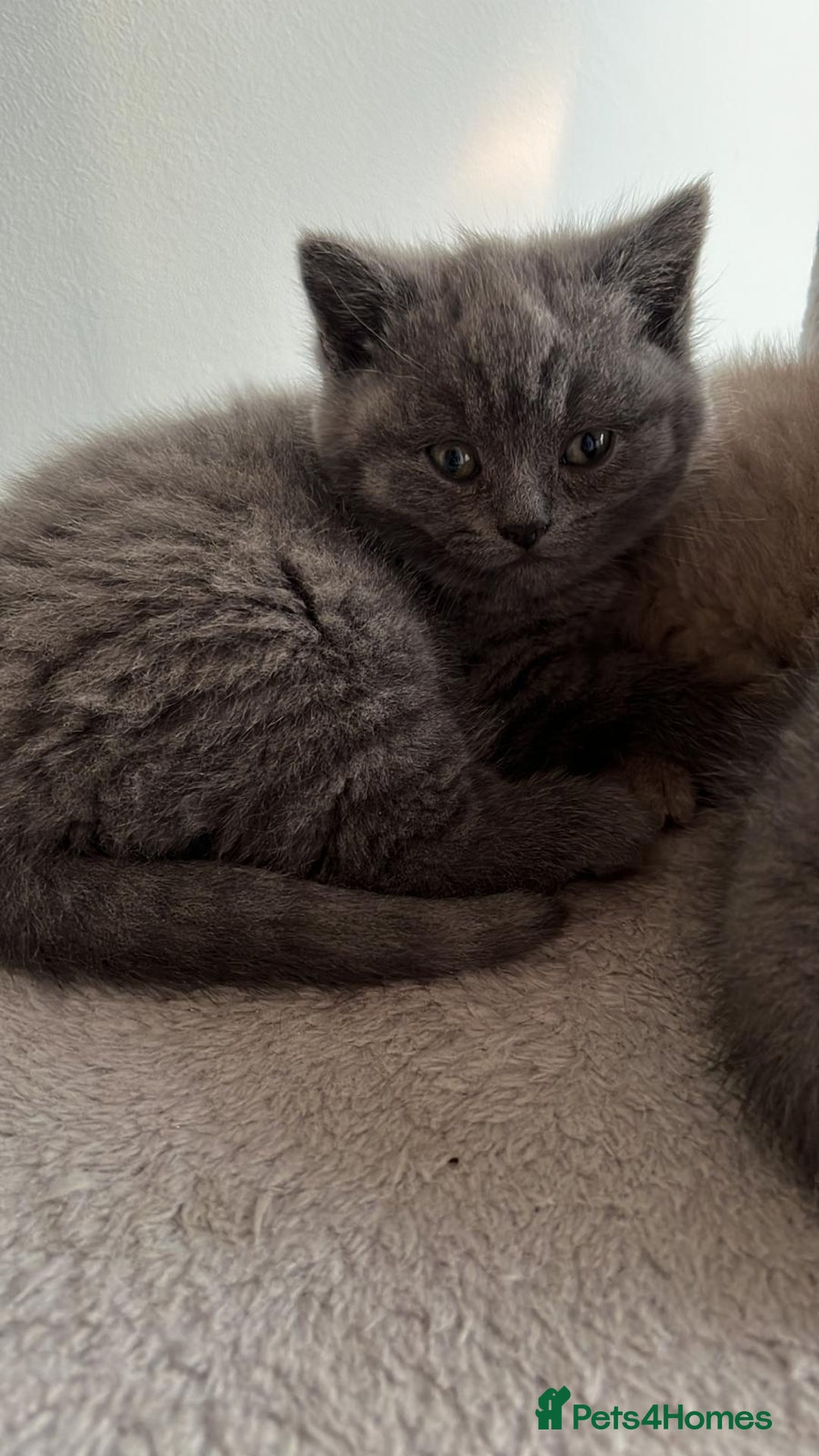 British Shorthair cats for sale: Beautiful British Shorthair Kittens  - Advert 7