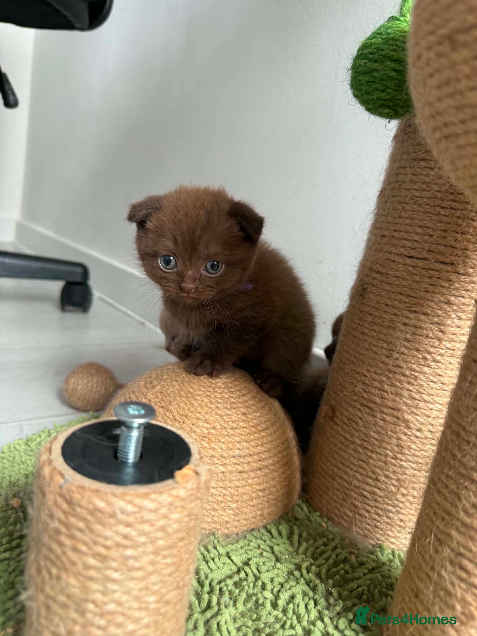 Scottish Fold cats Stunning Scottish fold/straight kittens😻 - Advert 2