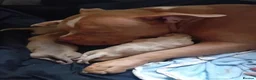 American Bully dogs for sale: Pocket bully pups in Manchester - Advert 3