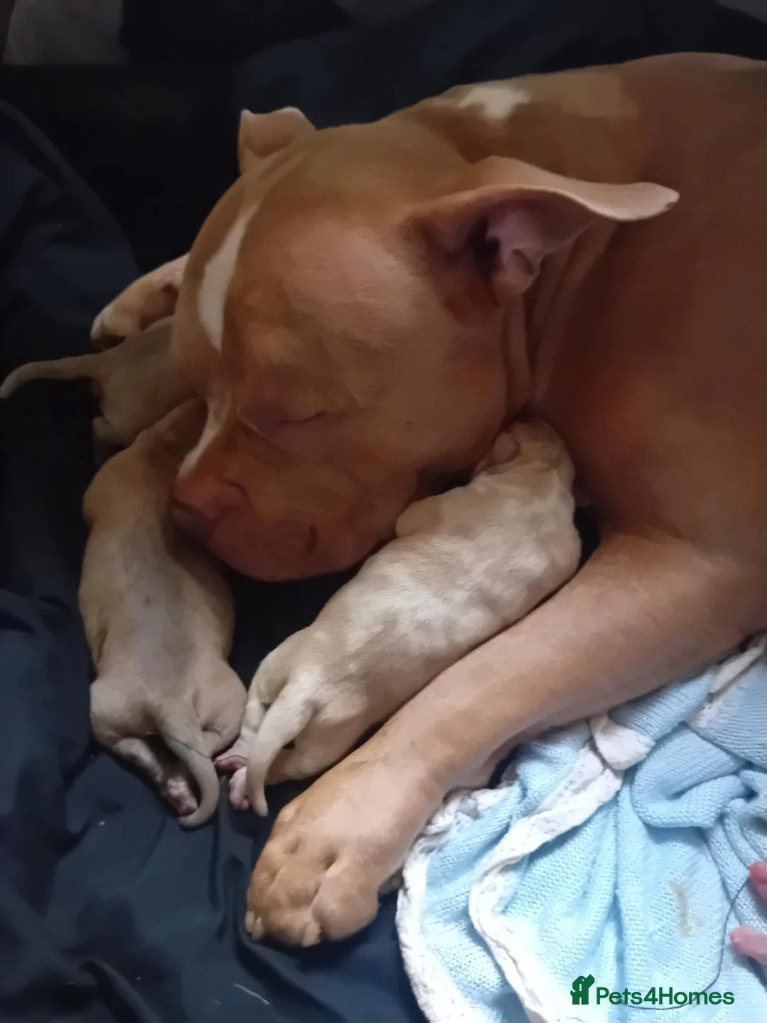 American Bully dogs for sale: Pocket bully pups in Manchester - Advert 3
