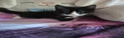 Mixed Breed cats for sale: 2 beautiful kittens  - Advert 2