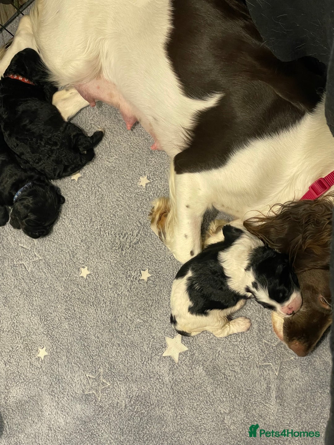 Mixed Breed dogs for sale: Cocker Spaniel cross Cavapoo Pups - Image 2