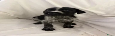 Boy 7 - white and black spotted