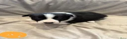 Border Collie dogs for sale: ISDS Border Collie Puppies 🐶 - Advert 3