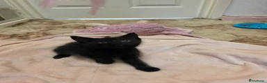 Mixed Breed 3
