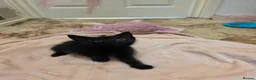 Mixed Breed cats for sale: 5 kittens and 1 cat in Wolverhampton - Advert 3