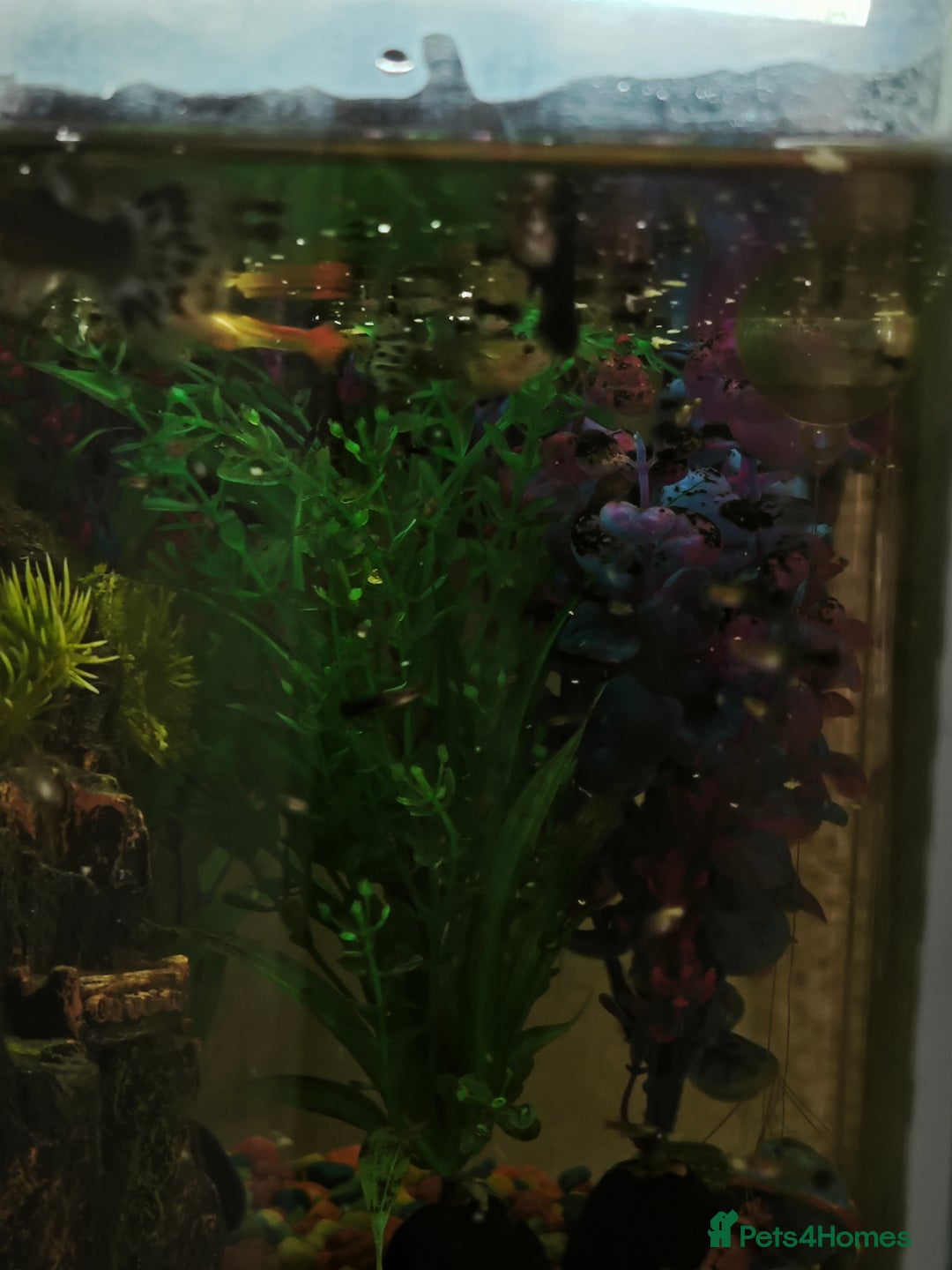 Rainbow Fish fish for sale: Baby Guppies  - Advert 8