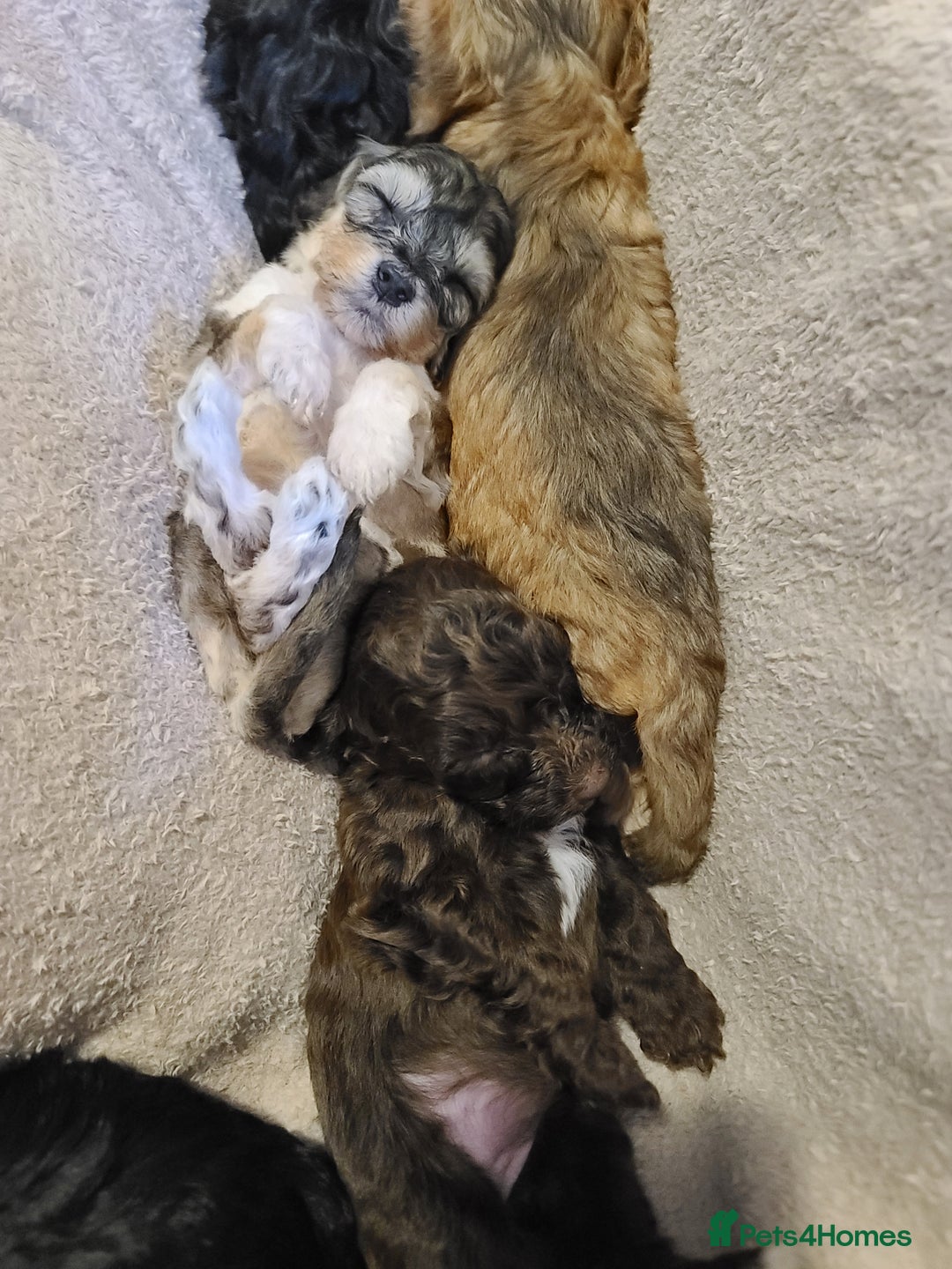 Cockapoo dogs for sale: Super Socialised F1 Cockapoo Puppies. DNA TESTED.  - Image 10