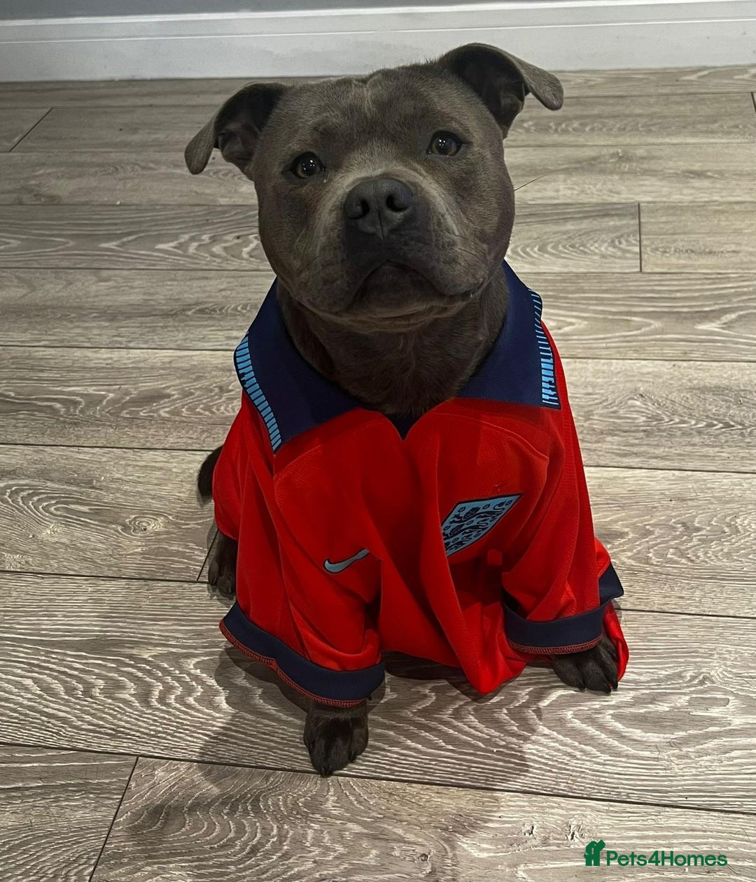 Staffordshire Bull Terrier dogs for stud: PRINCE- SOLID BLUE CHAMPION BRED in Smethwick - Advert 22