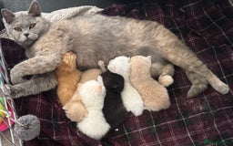 British Shorthair cats for sale: Fully vaccinated pure British shorthair kittens - Image 11