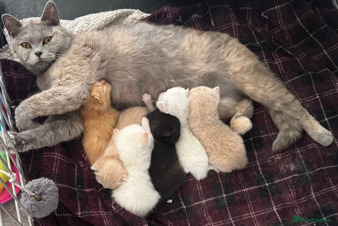 British Shorthair cats for sale: Fully vaccinated pure British shorthair kittens - Image 11