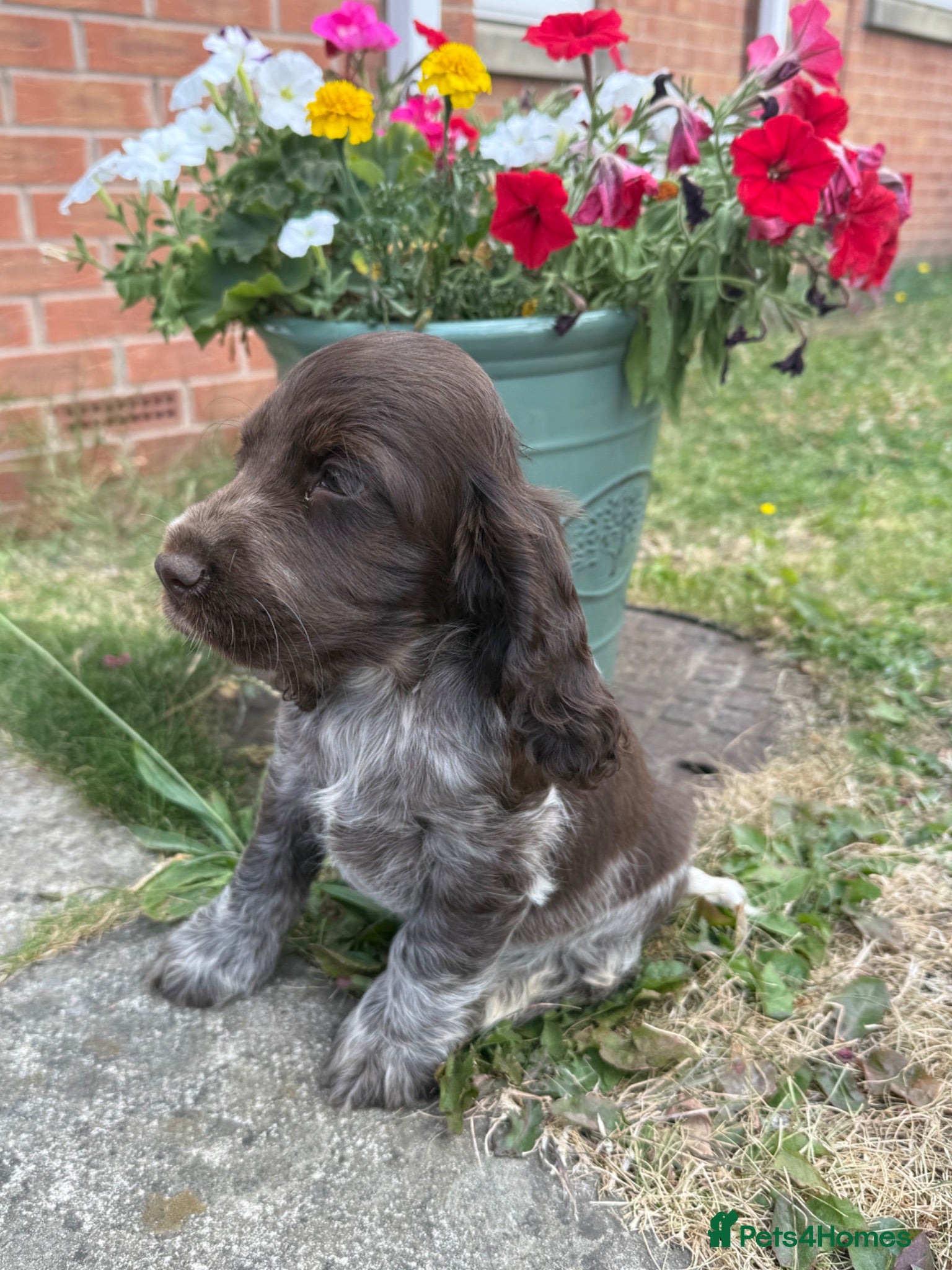 Cocker Spaniel dogs Amazing KC registered Show cocker spaniels - Advert 2