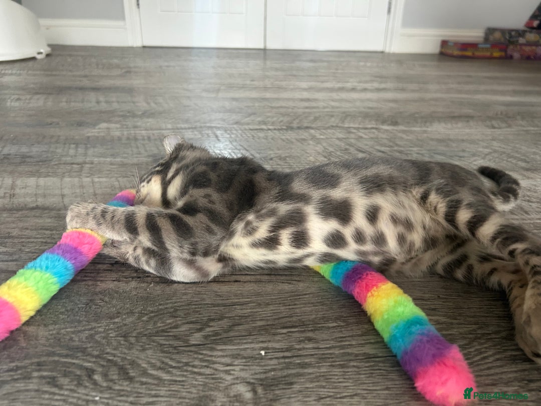 Bengal cats for sale: Striking Blue TICA Male Bengal Kittens 💙  - Image 35