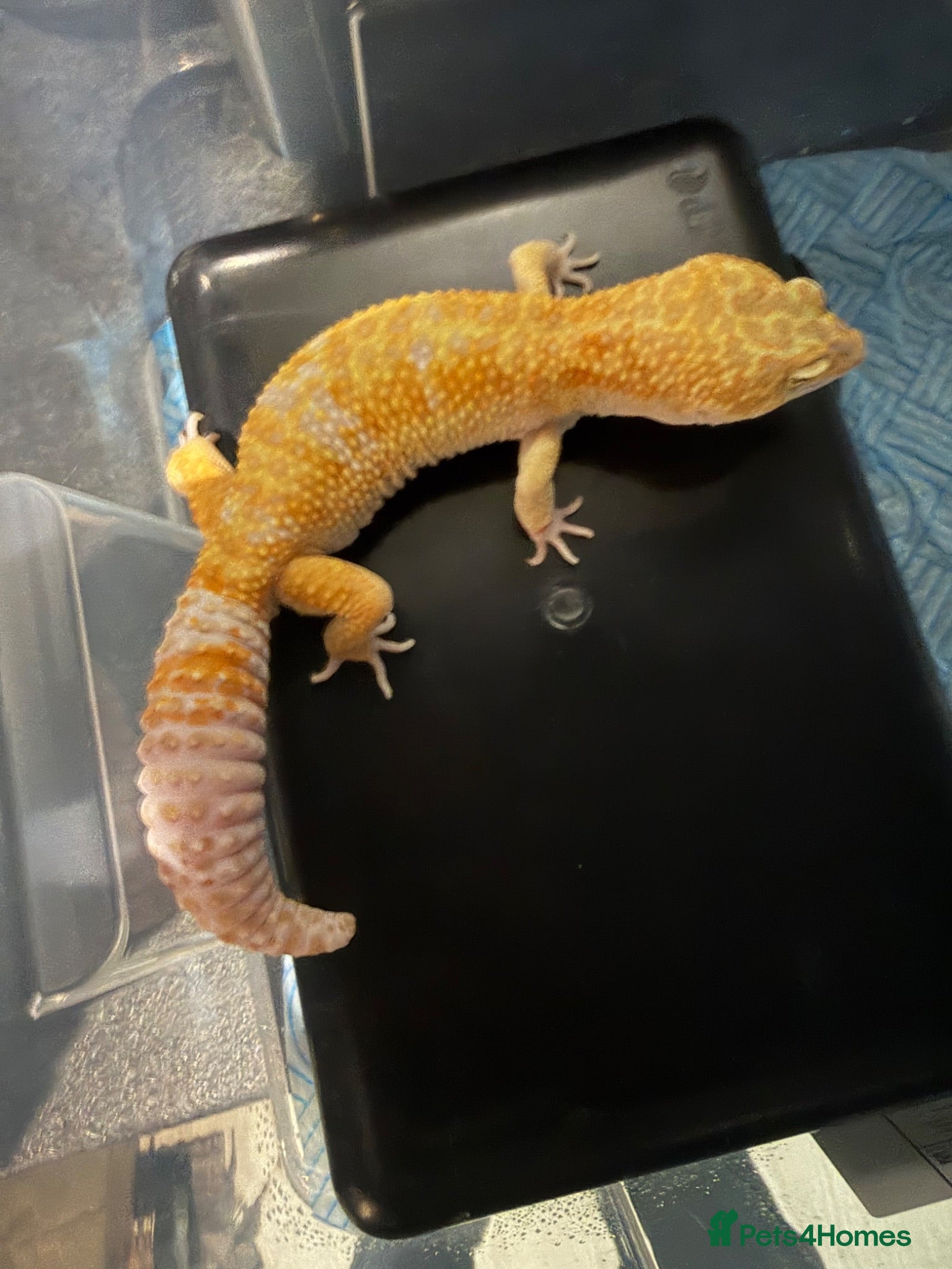 Leopard Gecko reptiles Leopard gecko  - Advert 1