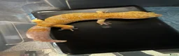 Leopard Gecko reptiles for sale: Leopard gecko  in London - Advert 1