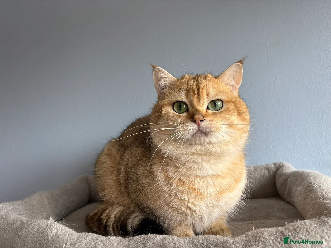 British Shorthair cats for sale: Stunning TICA  British Shorthair Gold - Advert 2