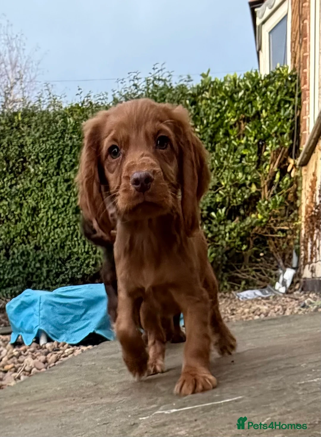Cocker Spaniel dogs for sale: Cocker spaniel pups  - Advert 4