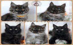Maine Coon cats for sale: TICA registered adorable Maine coon kittens - Image 1