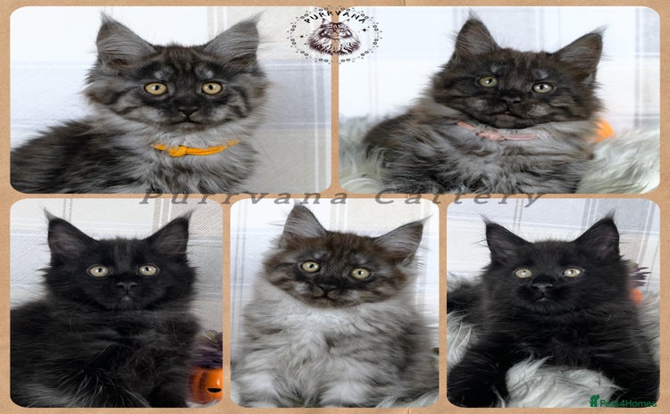 Maine Coon cats - Advert 4