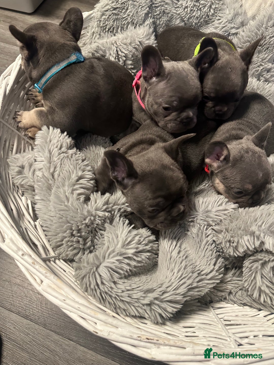 French Bulldog dogs for sale: Beautiful looking French bulldog puppies - Advert 18