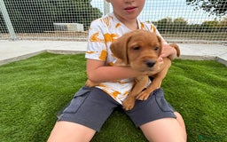 Cockerdor dogs for sale: Cockerdor puppies  - Image 1