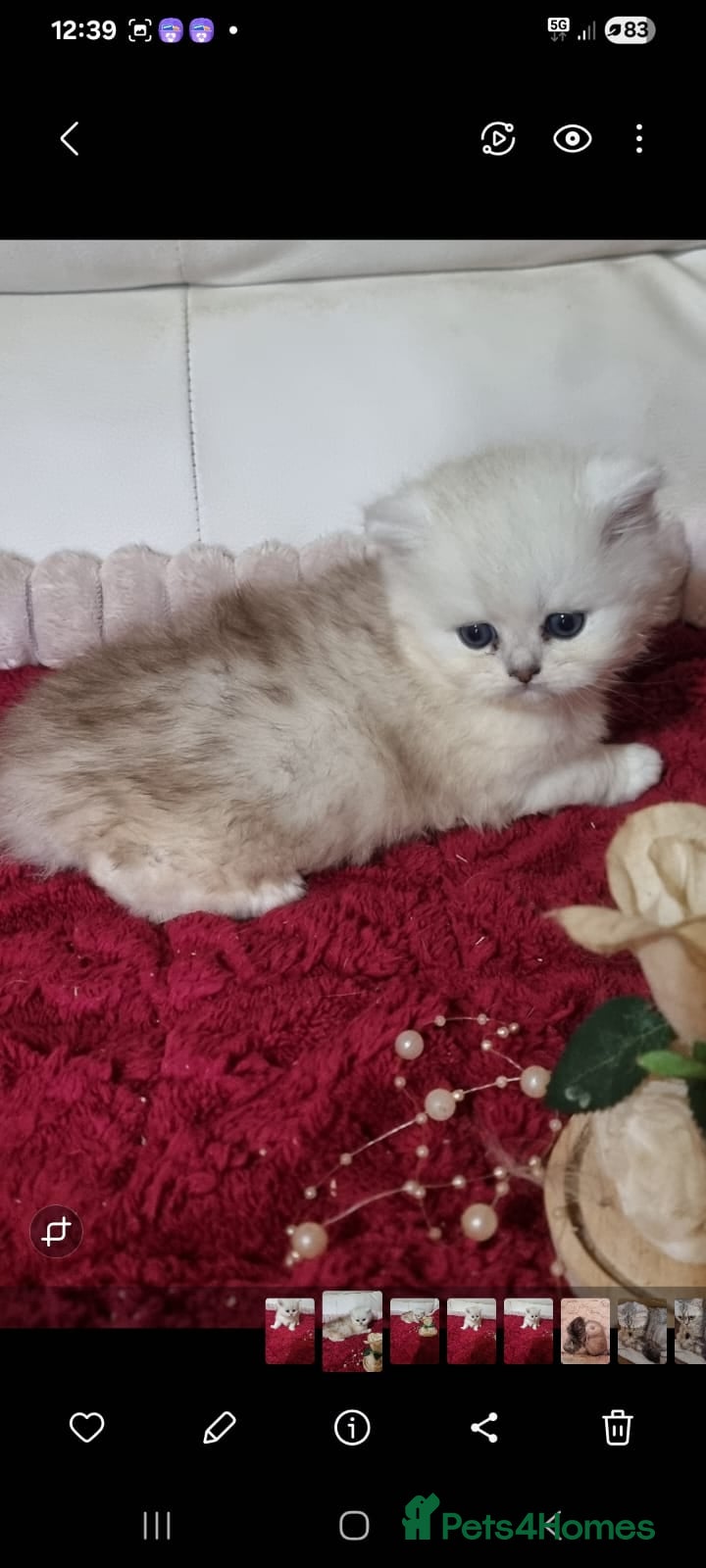Persian cats Persian chinchilla kittens  - Advert 12