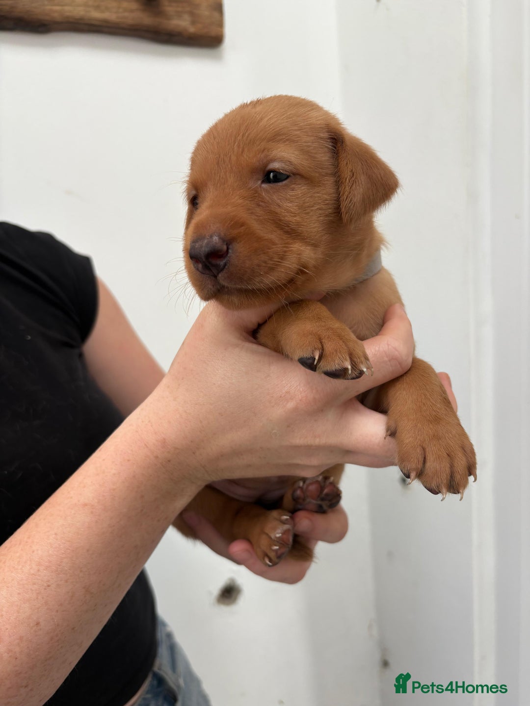 Labrador Retriever dogs for sale: KC Reg Fox red labrador litter of 6 dogs 4 bitches - Advert 30