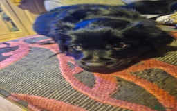 Mixed Breed dogs for sale: Mixed breed pups  - Image 1