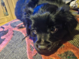 Mixed Breed dogs - Advert 4