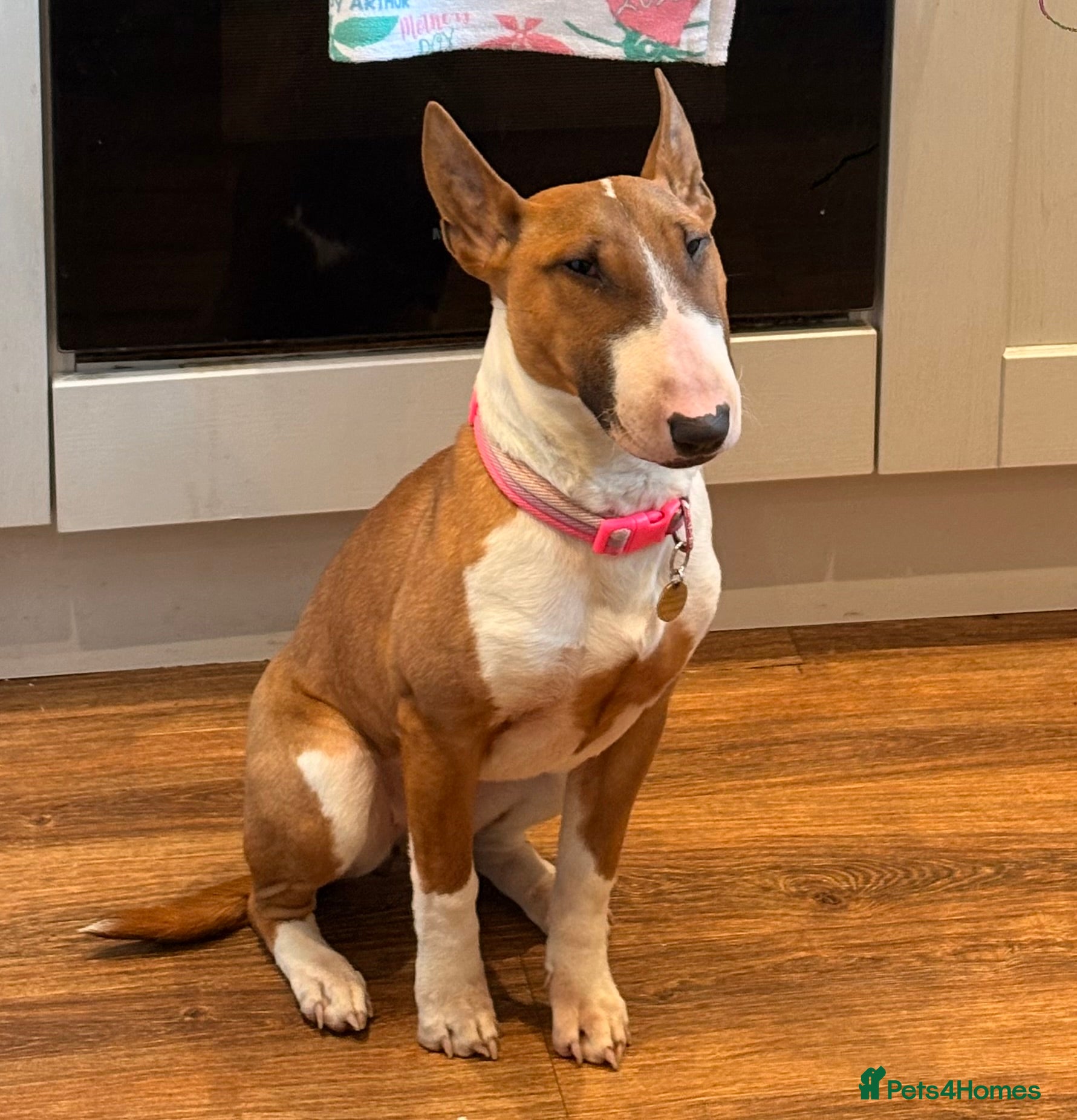 English Bull Terrier dogs 7 Month English Bullterrier Female puppy - Advert 6
