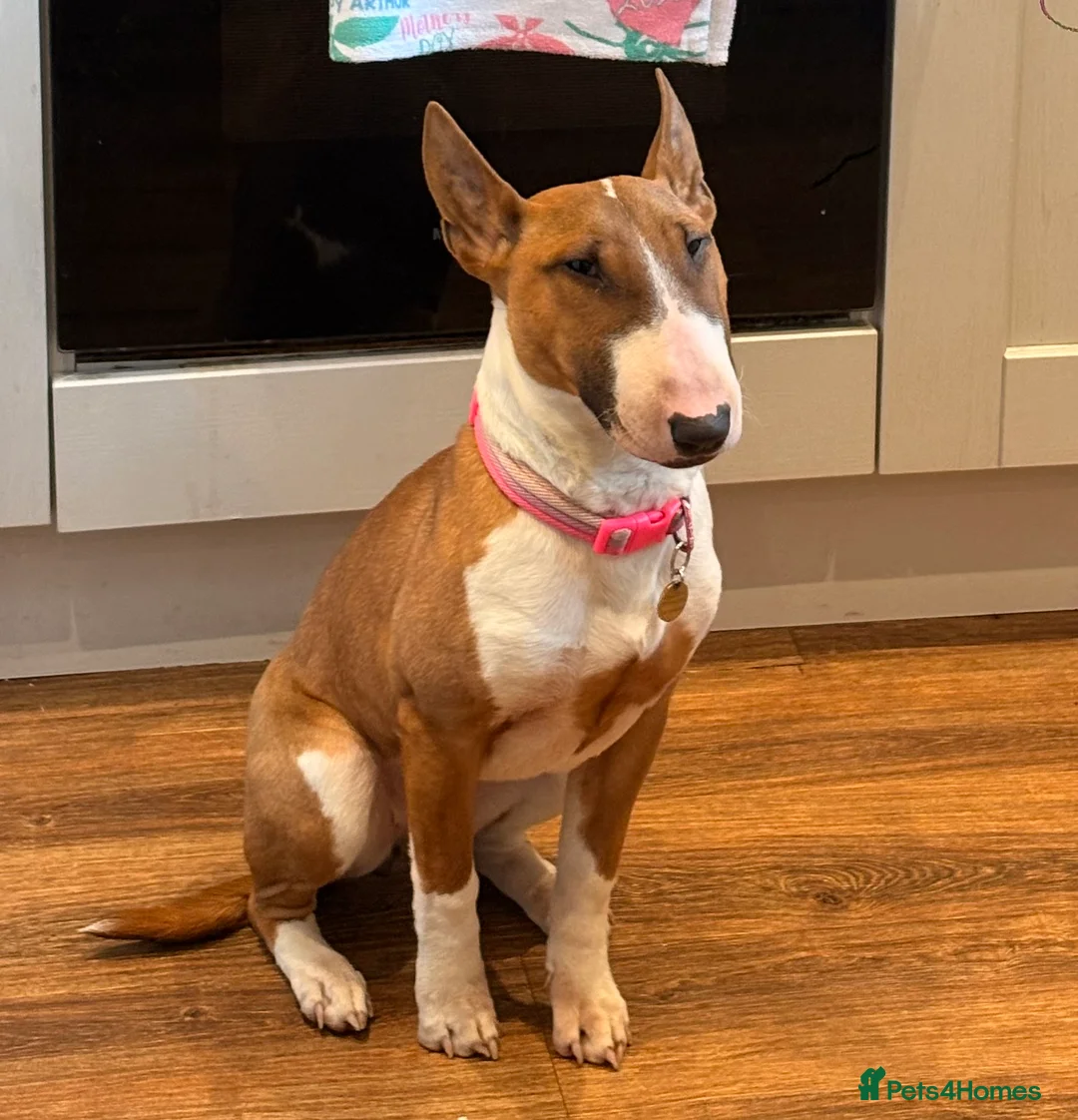 English Bull Terrier dogs for sale: 7 Month English Bullterrier Female puppy - Advert 1
