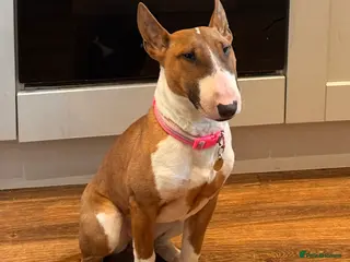 English Bull Terrier dogs 7 Month English Bullterrier Female puppy - Advert 2
