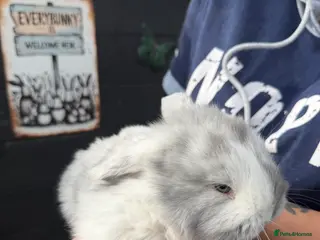 French Lop rabbits French lops - Advert 4