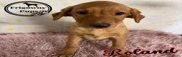 Labrador Retriever dogs for sale: 💛 Yummy Yellow Labs Looking for Loving Homes  💛 - Advert 5