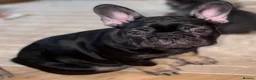French Bulldog dogs for sale: Beautiful littler of KC French Bulldog Puppies. - Advert 11