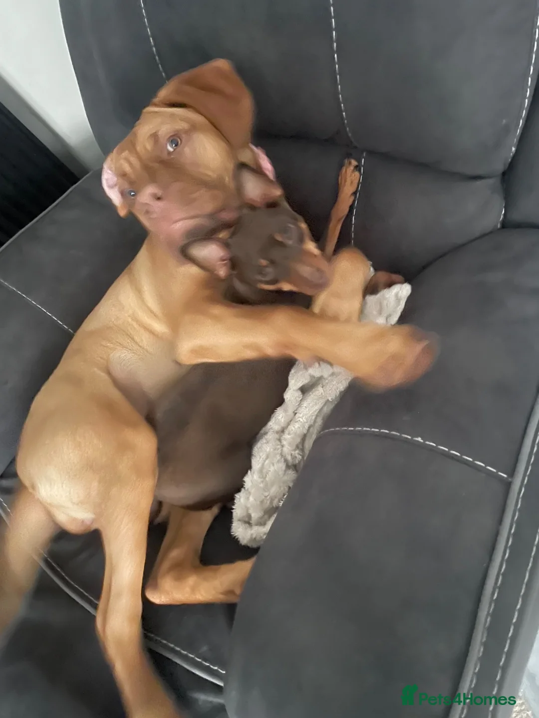Dogue De Bordeaux dogs for sale: Dogue de Bordeaux Rehoming  in Liverpool - Advert 2