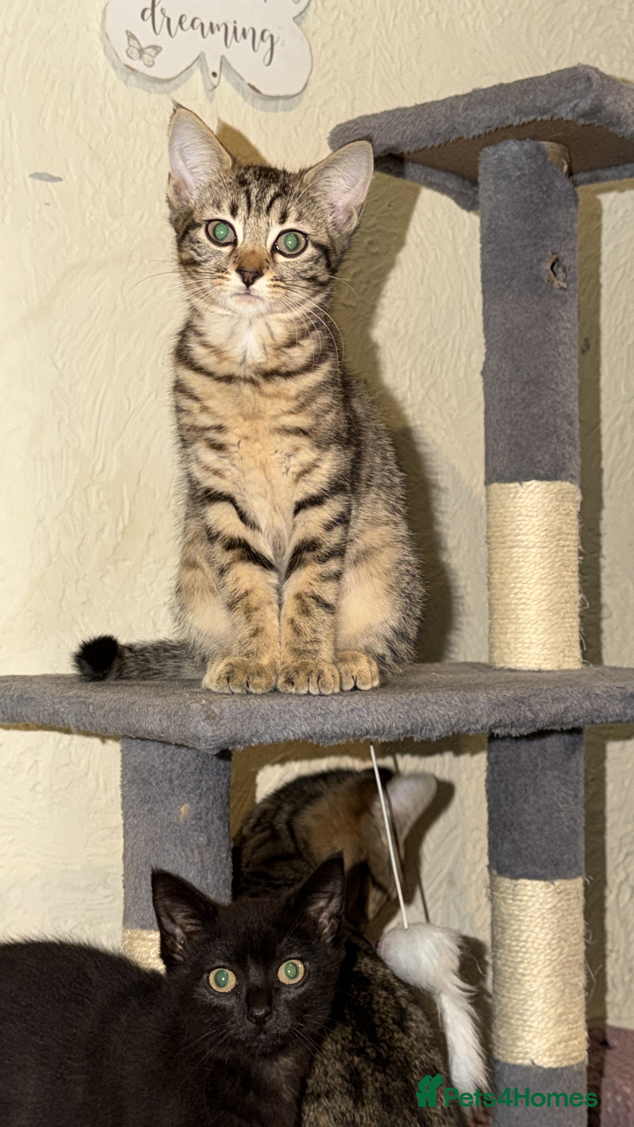 Maine Coon cats 3 kittens for sale - Advert 12