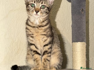 Maine Coon cats 3 kittens for sale - Advert 13