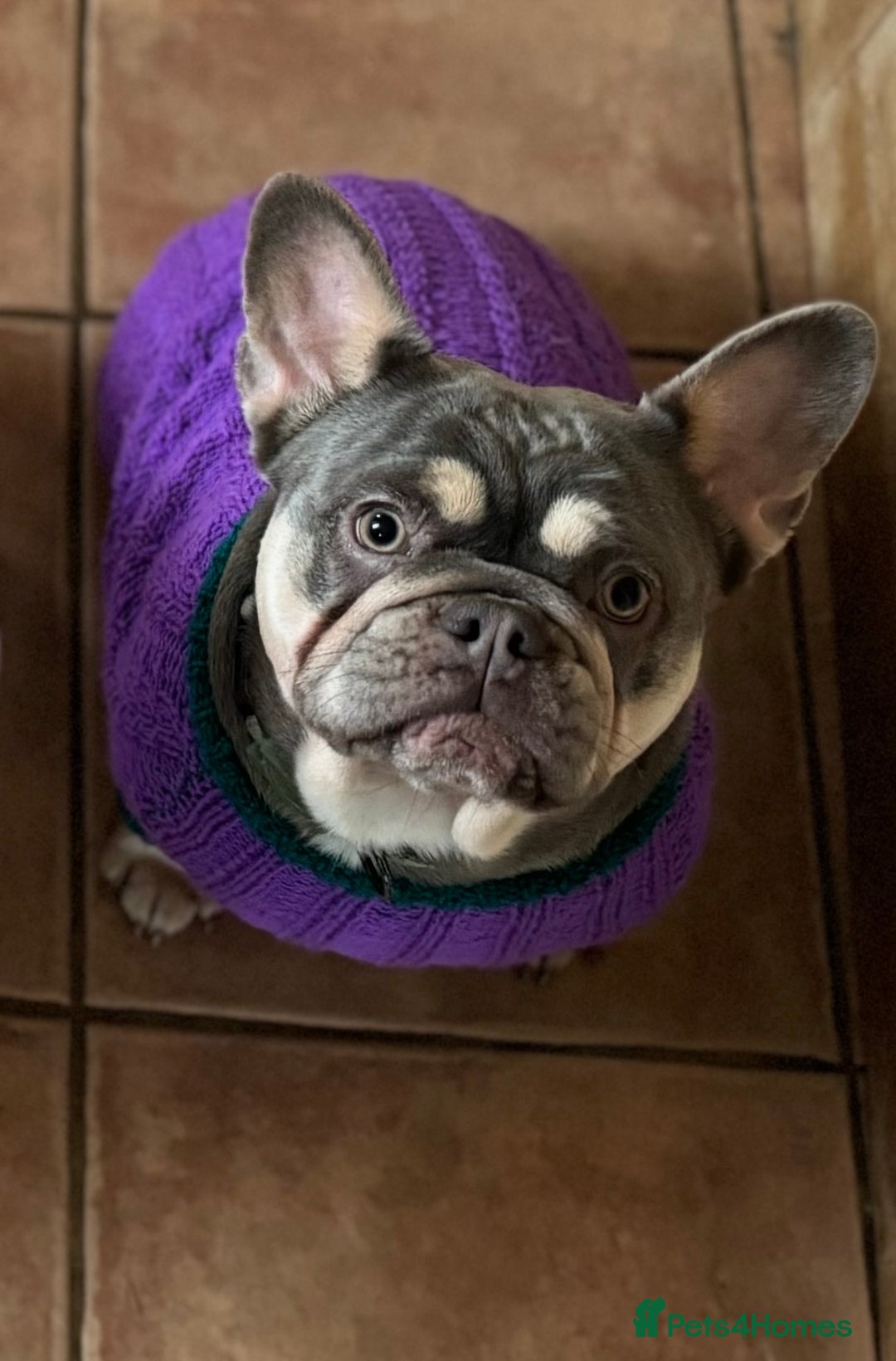 French Bulldog dogs for sale: Frenchie Girl Lilac & Tan KC - Image 8