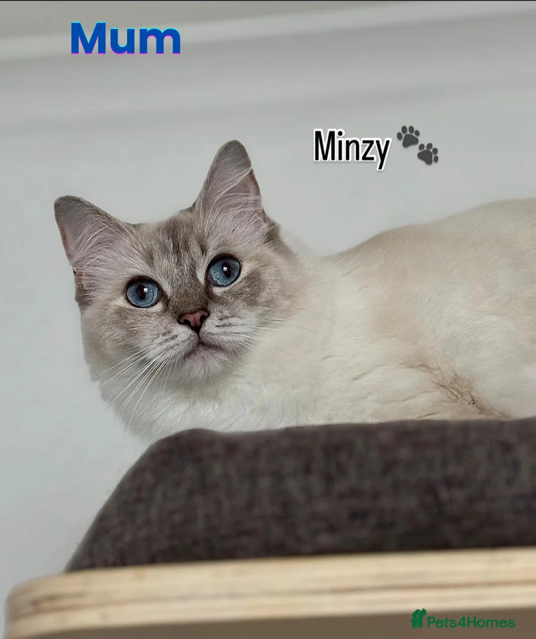 Ragdoll cats for sale: GCCF Registered Red Boys ready to go - Advert 13