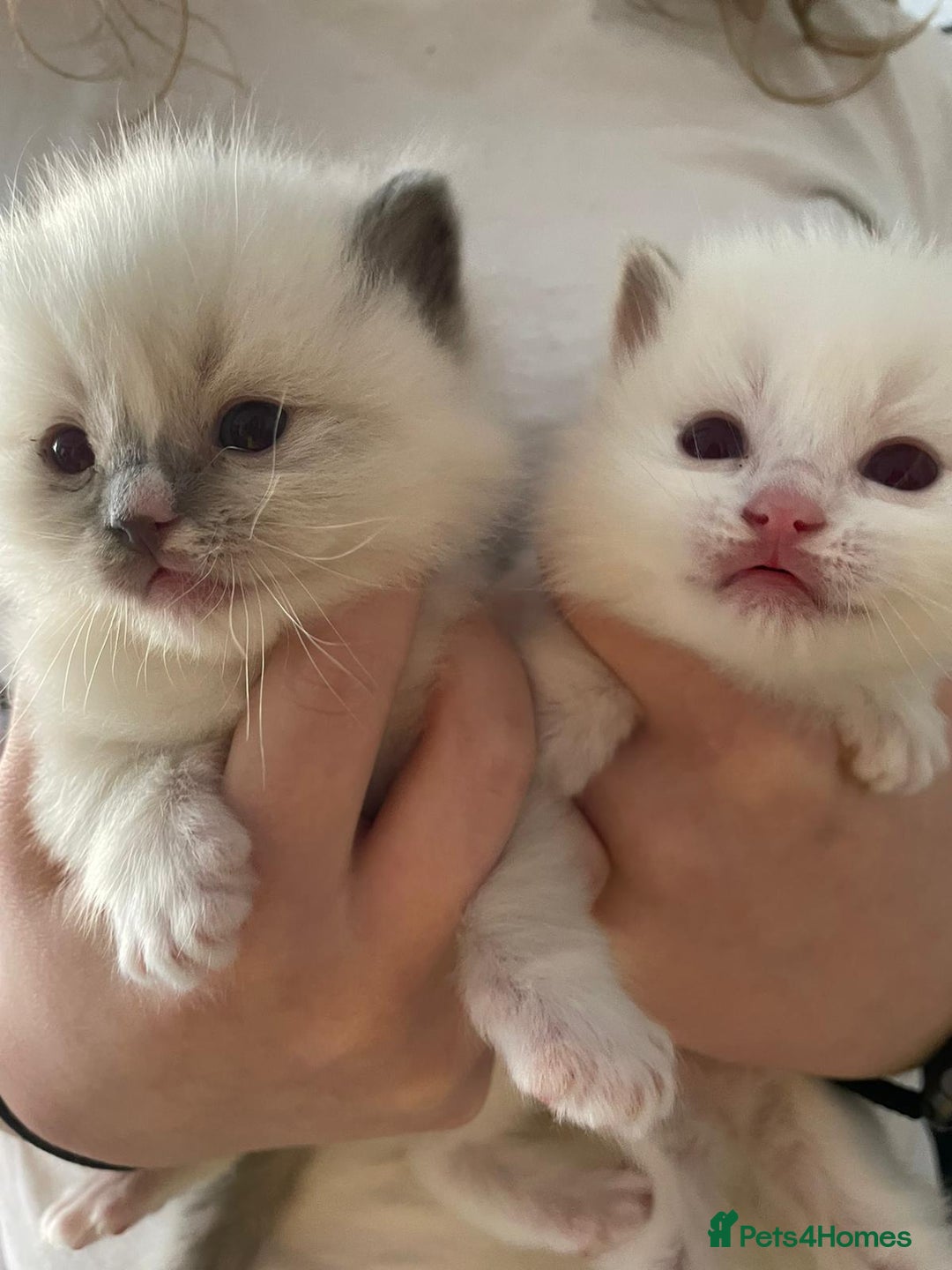 Ragdoll cats for stud: Ragdoll GCCF blue mitted stud LOKI in Wakefield - Image 12