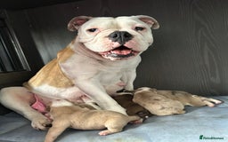 Olde English Bulldogge dogs for sale: CARTEL BLOODLINE OLDE ENGLISH PUPPIES!!  - Image 2