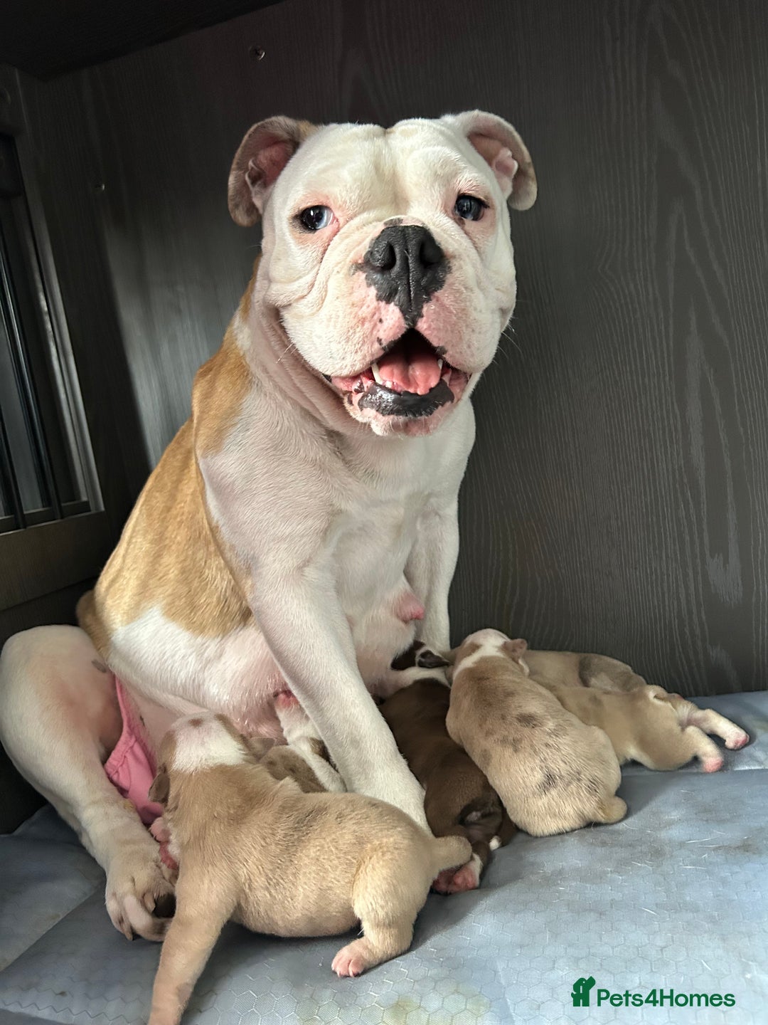 Olde English Bulldogge dogs for sale: CARTEL BLOODLINE OLDE ENGLISH PUPPIES!!  - Image 2