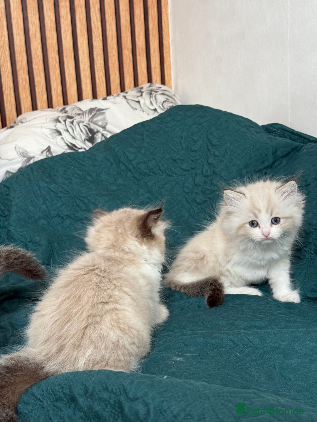 Ragdoll cats for sale: Beautiful Ragdoll kittens TICA - Advert 21