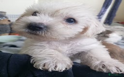 Mixed Breed dogs for sale: 2nd generation Yorkichons - Image 12