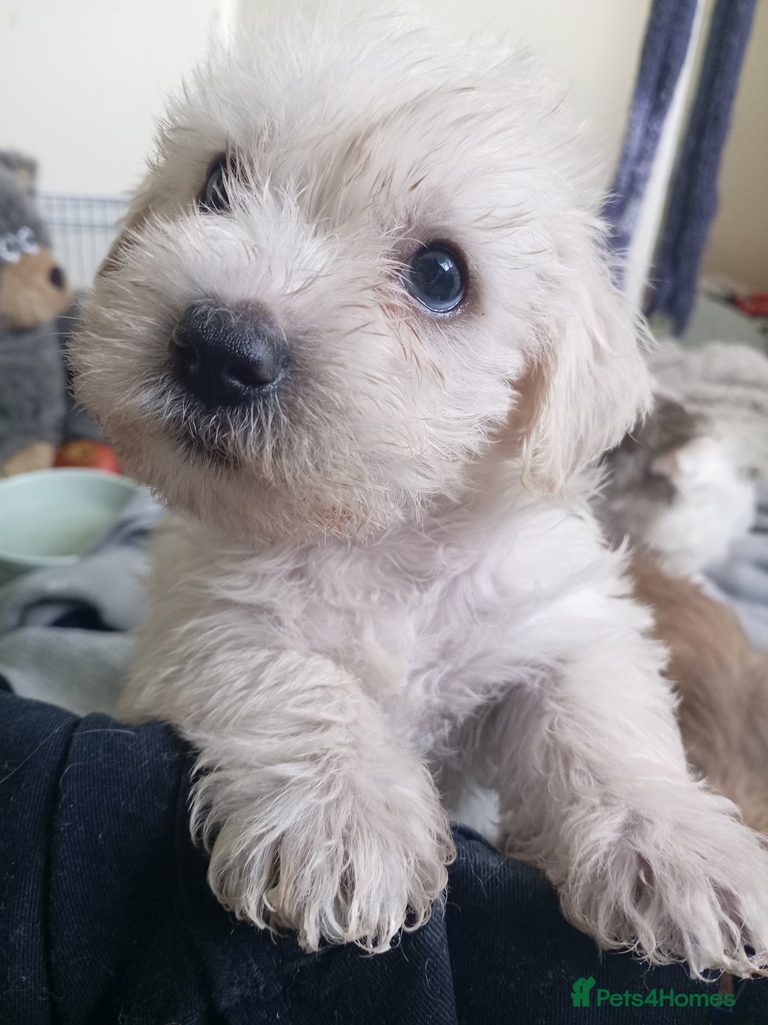 Mixed Breed dogs for sale: 2nd generation Yorkichons - Image 12