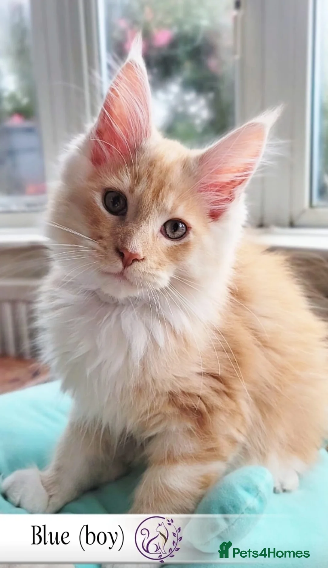 Maine Coon cats for sale: Maine Coon kittens TICA registered  - Advert 7